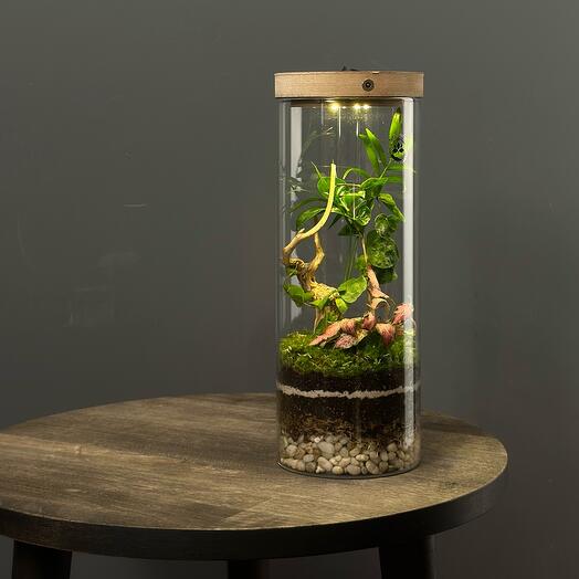 Florarium iluminado Bjørn con musgo vivo, brotes de café y Asparagus