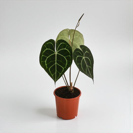 Anthurium clarinervium