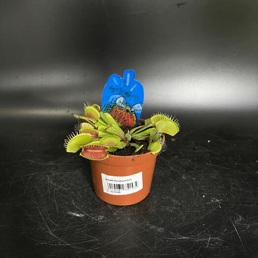 Flo Флорариум