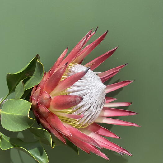 Berry Rose