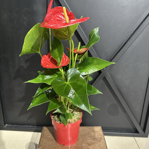Art_flowers_msk cvety