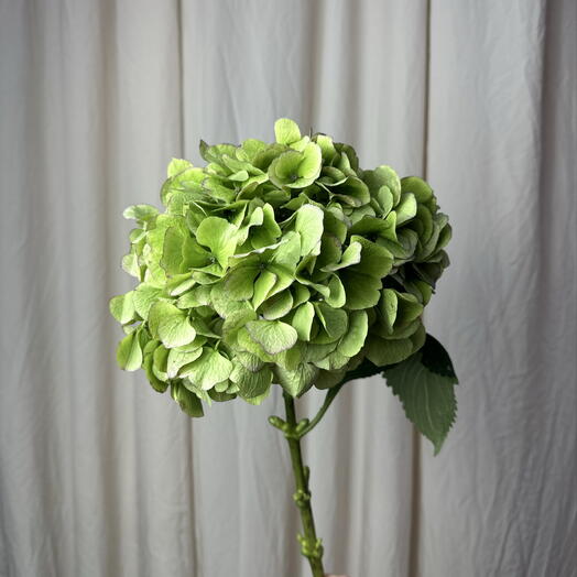 Flowers by soul. Цветочная студия