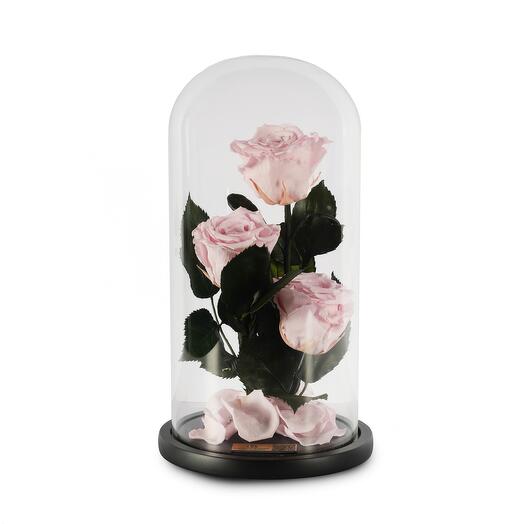 Light Pink Preserved Roses in a Glass Dome Trio