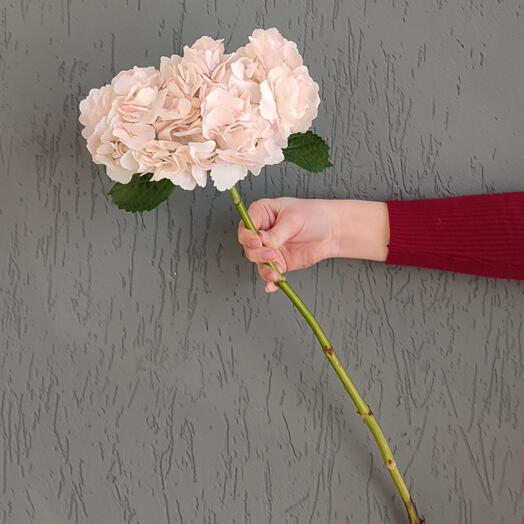 Гортензия розовая