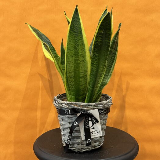 Sansevieria