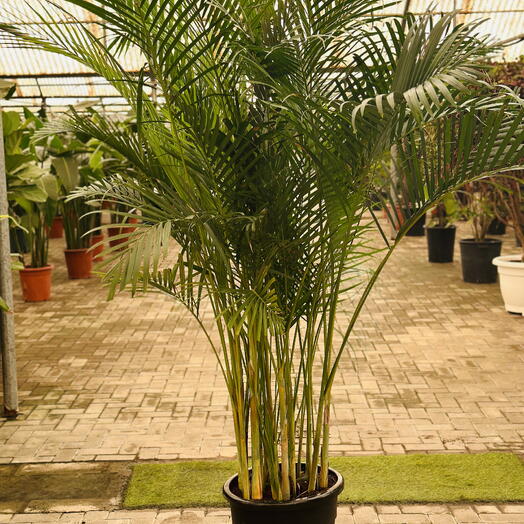 Areca Palm 2m