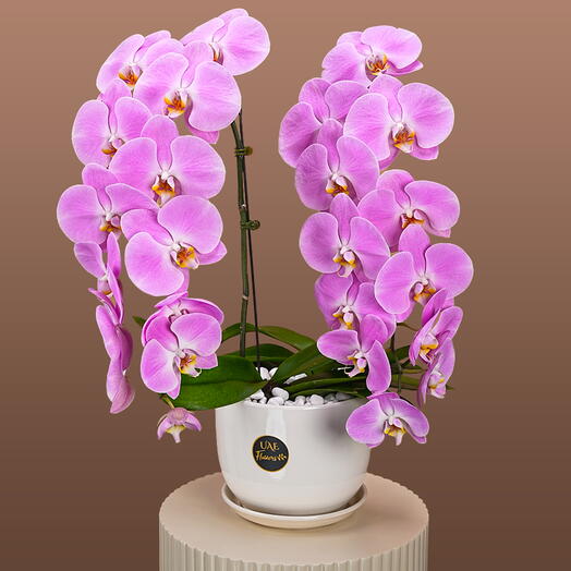 Light Pink Phalaenopsis Plant