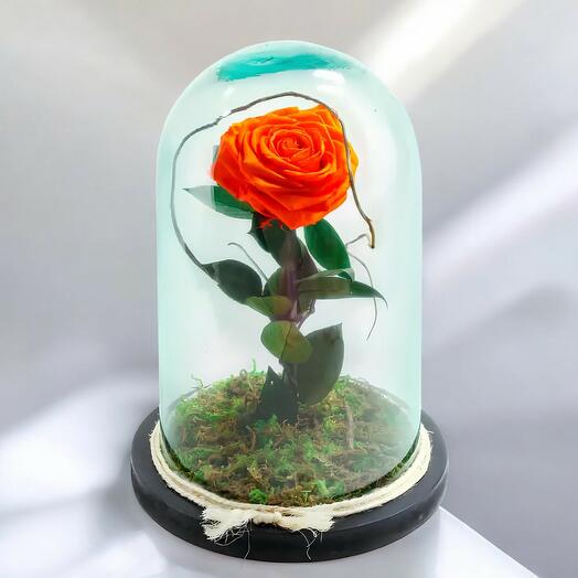 Rosa Naranja Eterna