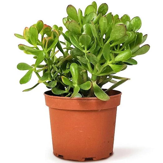 Crassula ovata – Money Tree – Dollar Plant – Jade Plant – Jade Tree