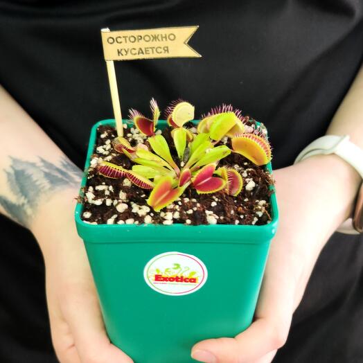 Exotica