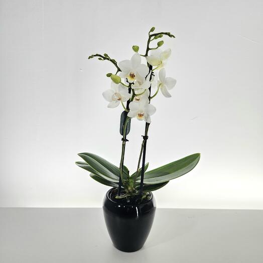 Orquidea blanca