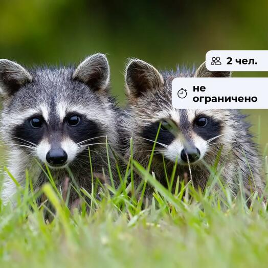 Забавные еноты. Посещение Иркутского зоосада
