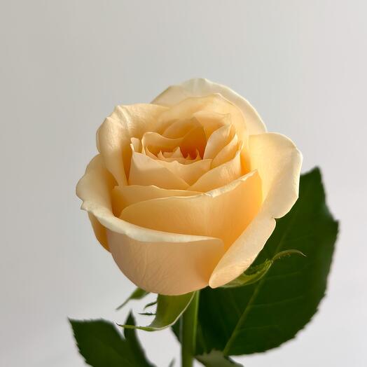 FLORADIN