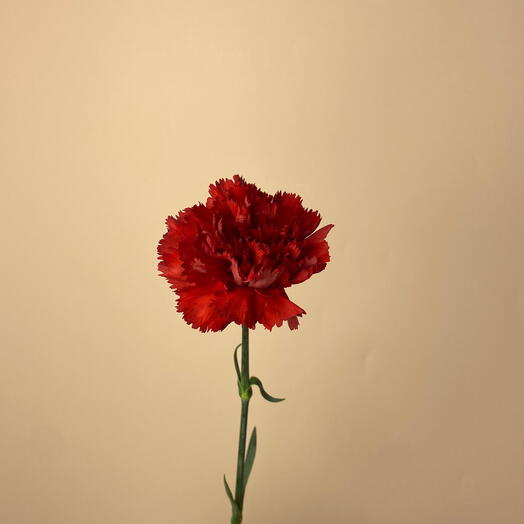 Floroom