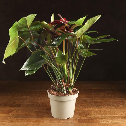 LuxuryPlants