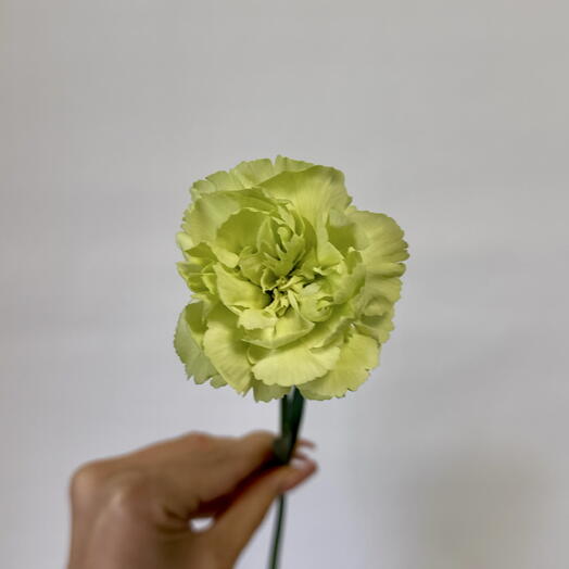 Чайка Flowers