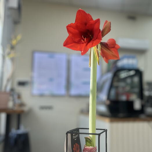 Bloom 