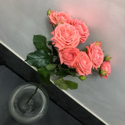 Rosa arbusto Barbados