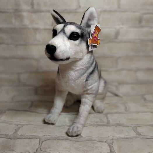 Husky Dog