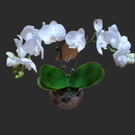 White orchid