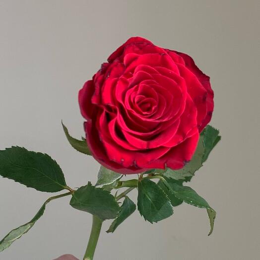 Rosa de Kenia