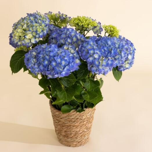 Hortensia