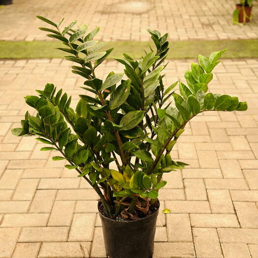 Zamioculcas Zamiifolia