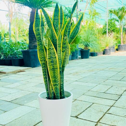 Sansevieria Trifasciata (Snake Plant)