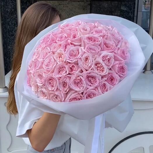 50 Pink Ohara Roses