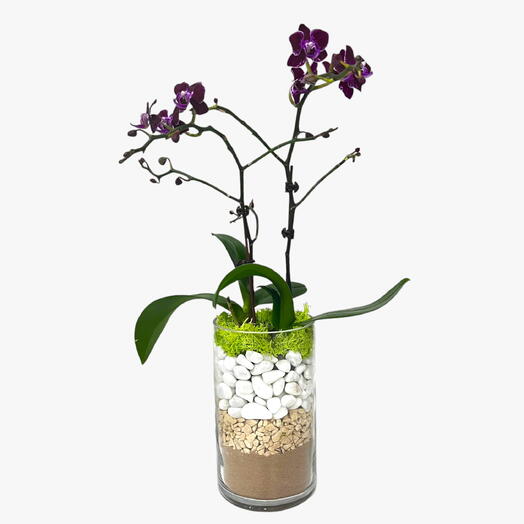 Purple Mini Orchid Plant in Stylish Glass Vase – Elegant Decor