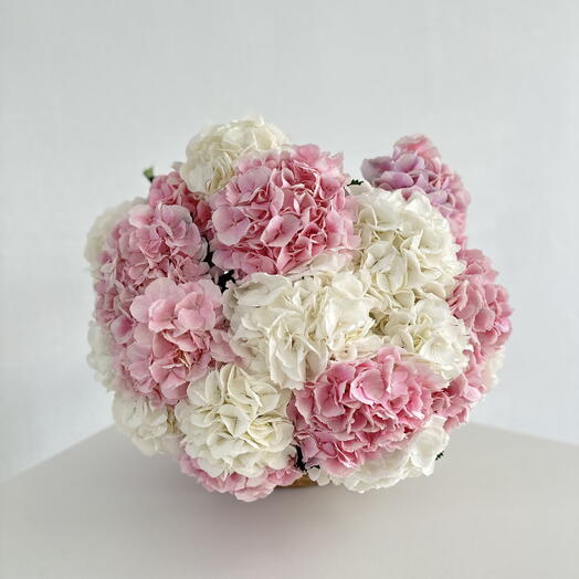 20 White and Pink Hydrangeas