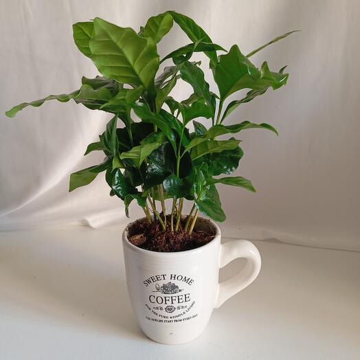 Taza en planta