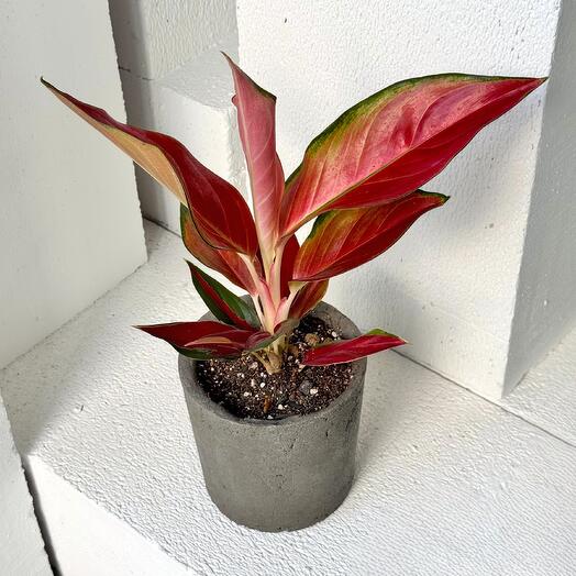 Аглаонема Ред Джой в бетонном кашпо