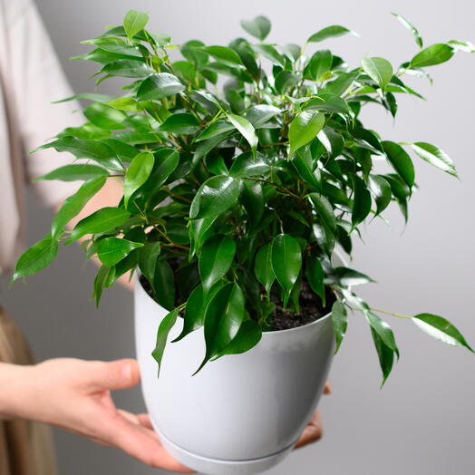 Maxgreenhome