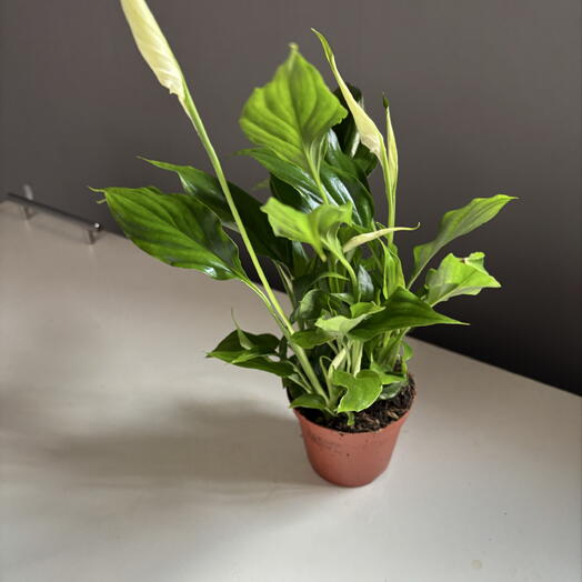 Liliumroom