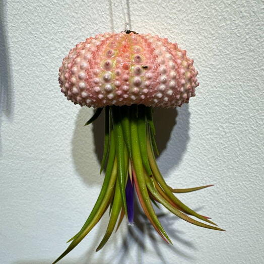 Orchidsale