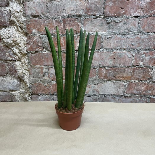 Цветочный на Невском Летооптом