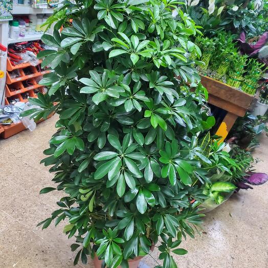 SCHEFFLERA tree