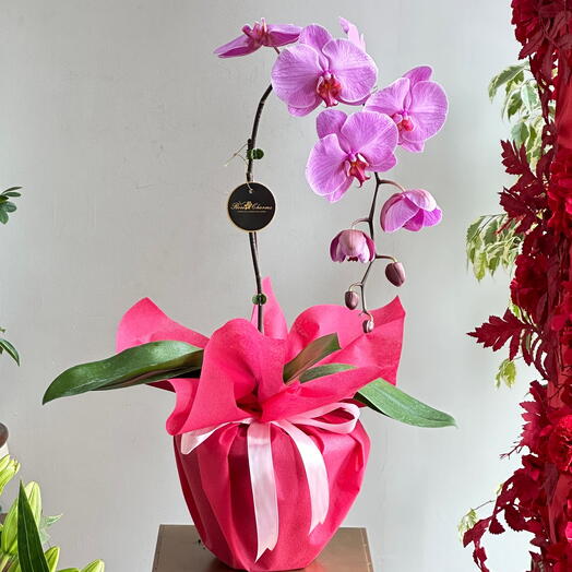 Single Stem Pink Phalaenopsis Orchid Plant