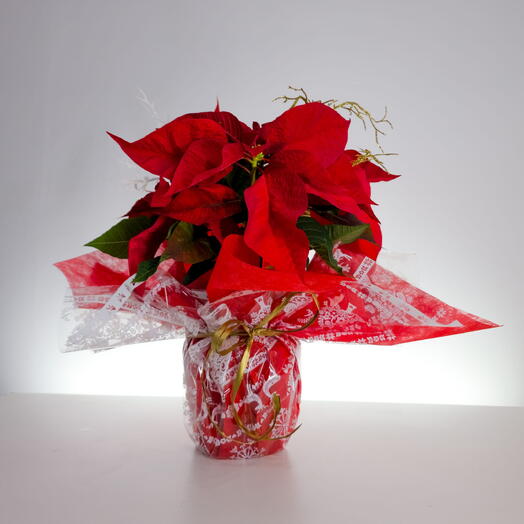 Poinsettia, flor de pascua 45cm decorada