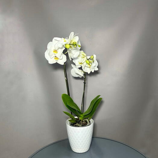 Phalaenopsis (orquídea) 3 + plantador