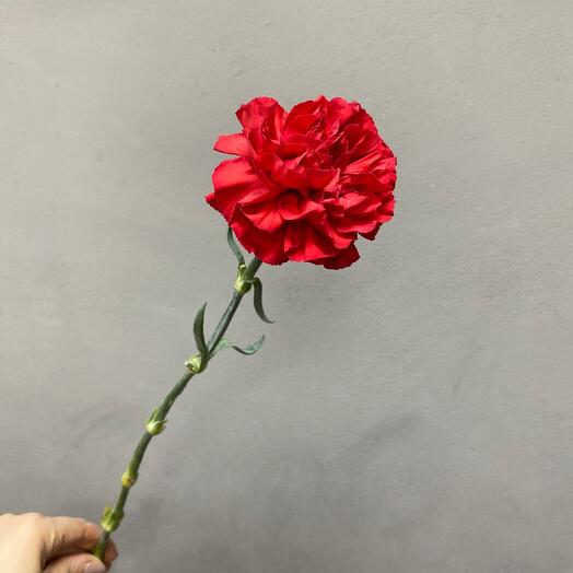 Гвоздика красная