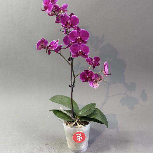 Фаленопсис