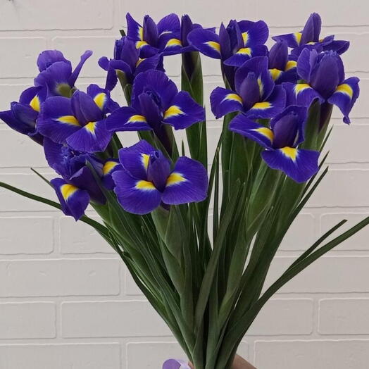 Beautiful Flowers