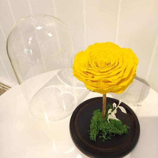 Yellow Color Forever / Infinity Rose