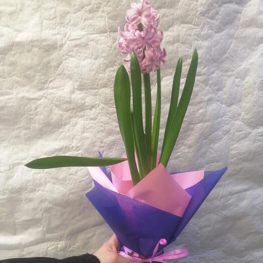 Комнатное растение Гиацинт