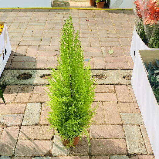 Cupressus