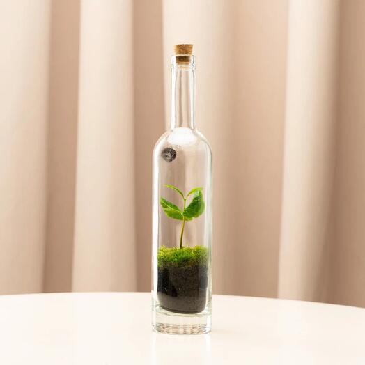 Экосистема в бутылке Bottle 3