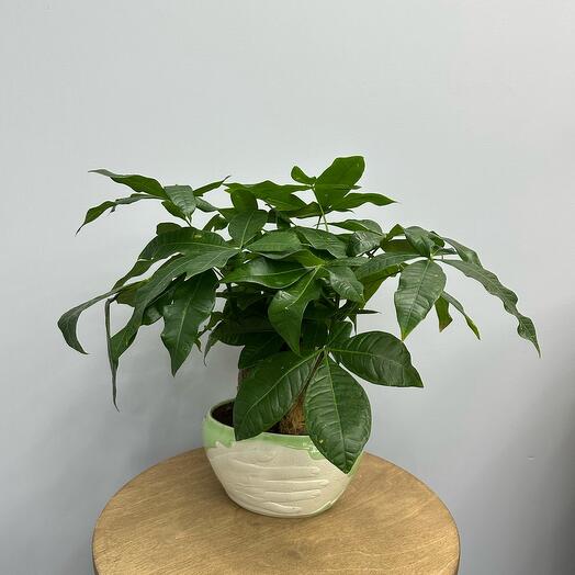 Пахира в керамике