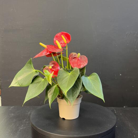 Антуриум мини